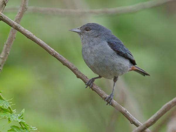 Roodbuikspitssnavel (Conirostrum speciosum)